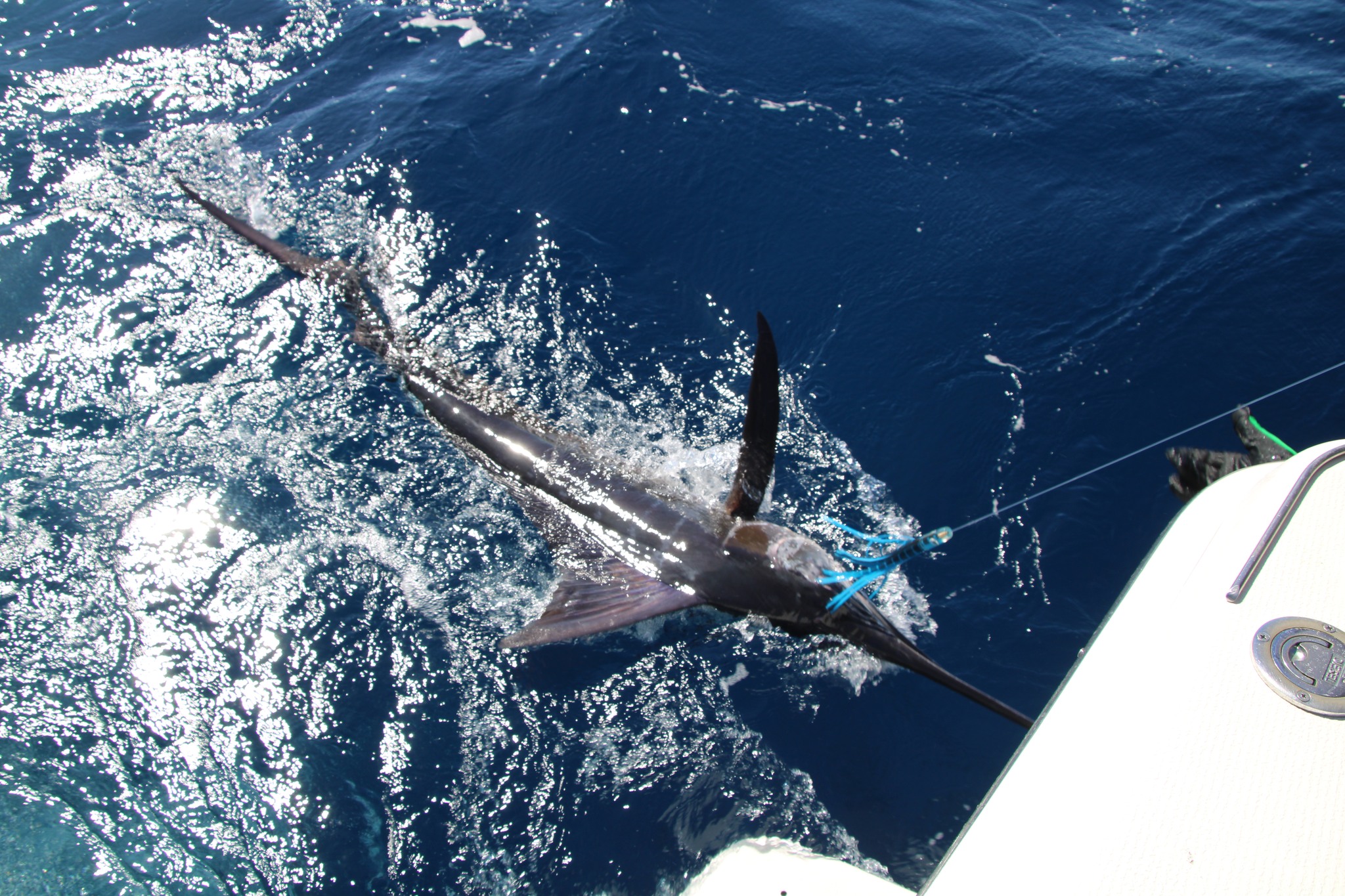 Cabo San Lucas Marlin Fishing