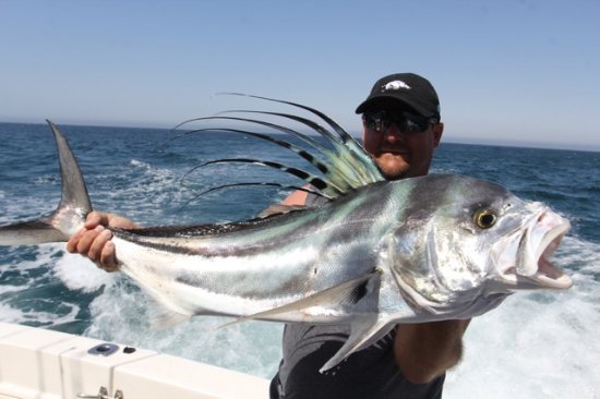 Cabo Rooster Fishing Charters
