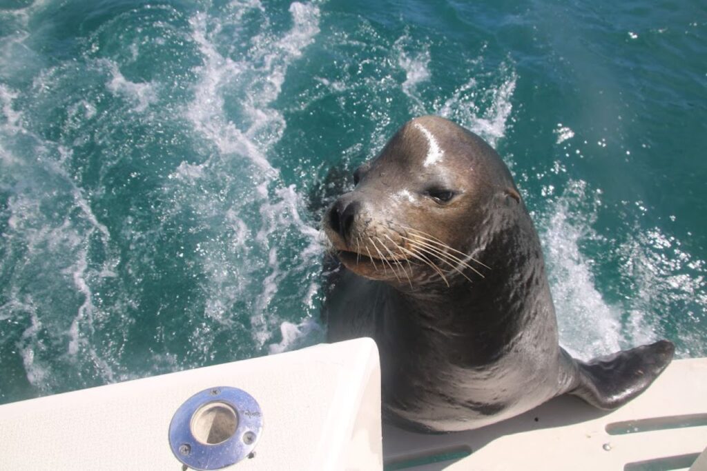 Cabo Fishing in June for Wahoo