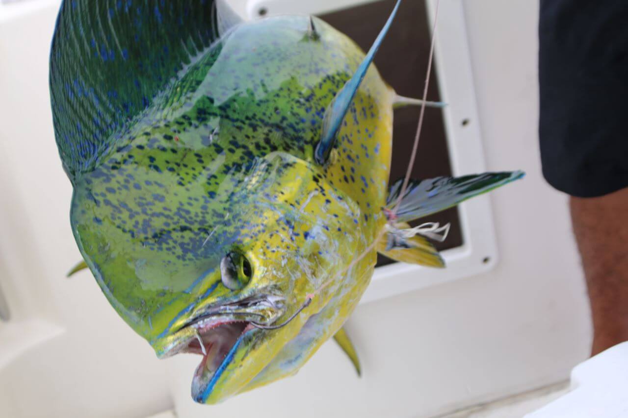 Free Fishing in Cabo