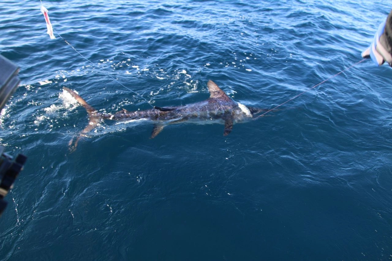 Last Minute Fishing Charters Los Cabos