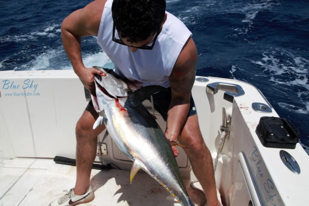 Los Cabos Tuna Fishing