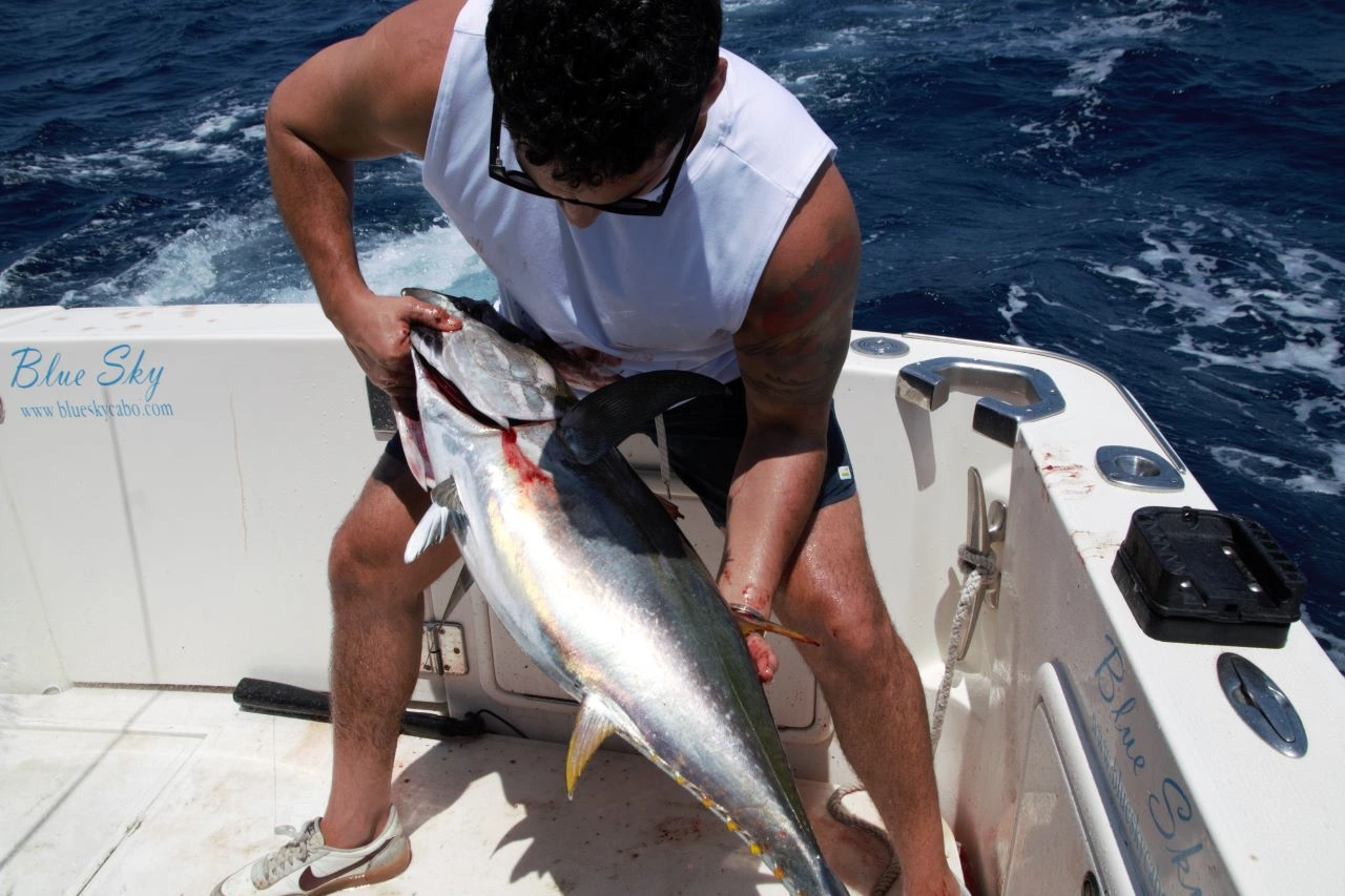 Los Cabos Tuna Fishing