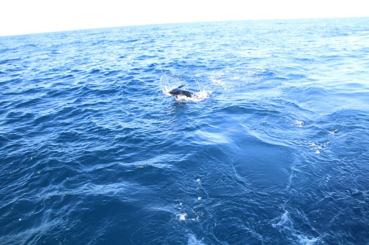 Fishing Los Cabos in January
