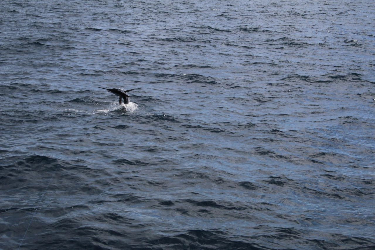 Los Cabos Big Game Fishing