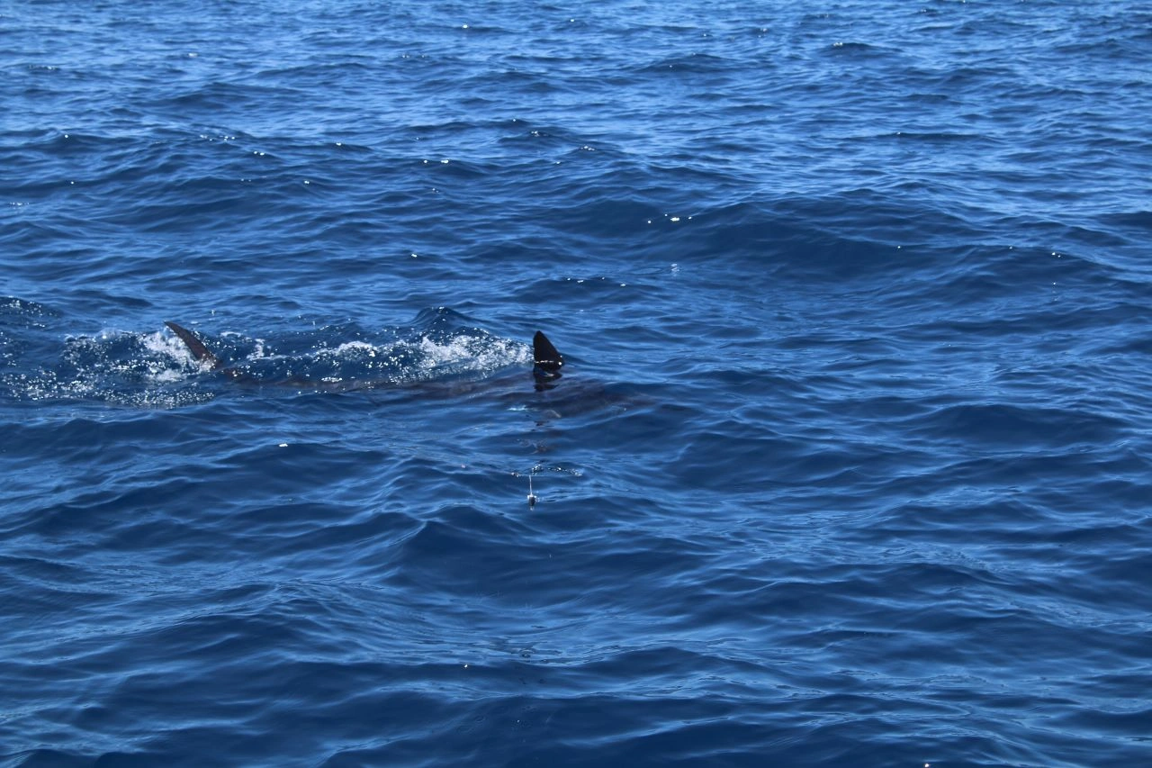 Los Cabos Offshore Fishing Trips