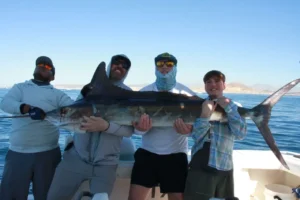 What is the difference between blue, black, and striped marlin