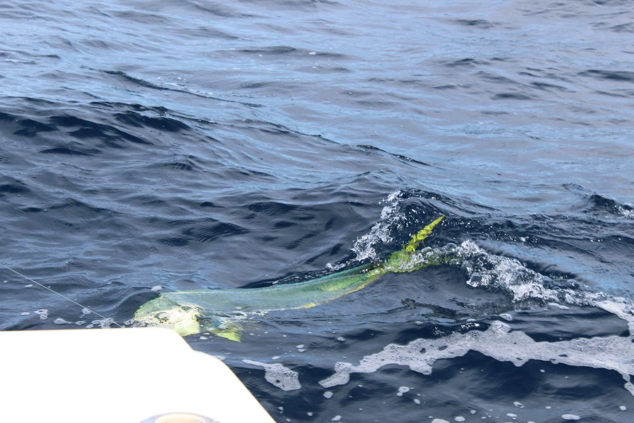 February Fishing Los Cabos