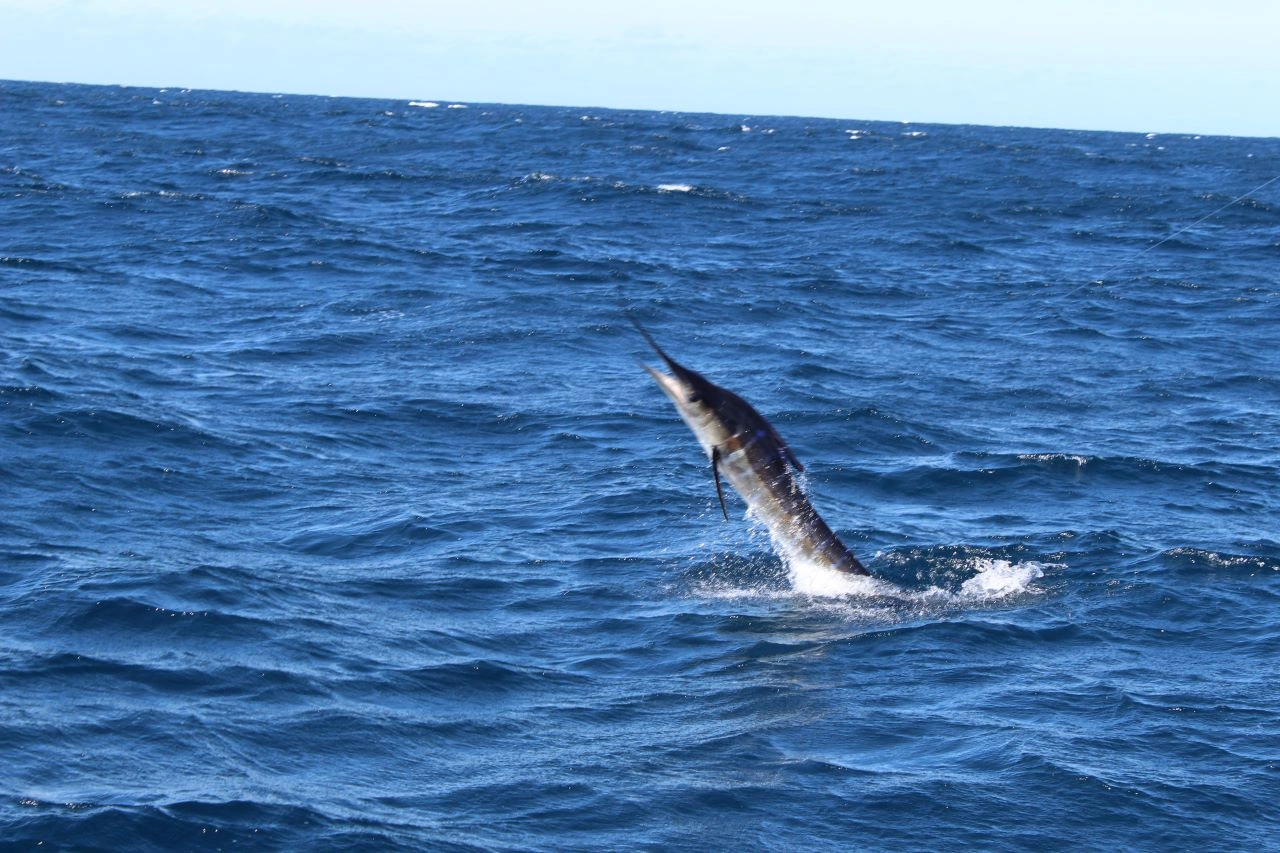Los Cabos Fishing in April