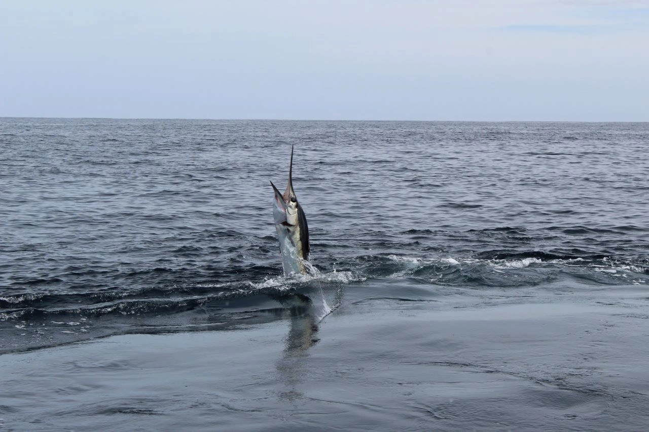 Los Cabos Fishing in March
