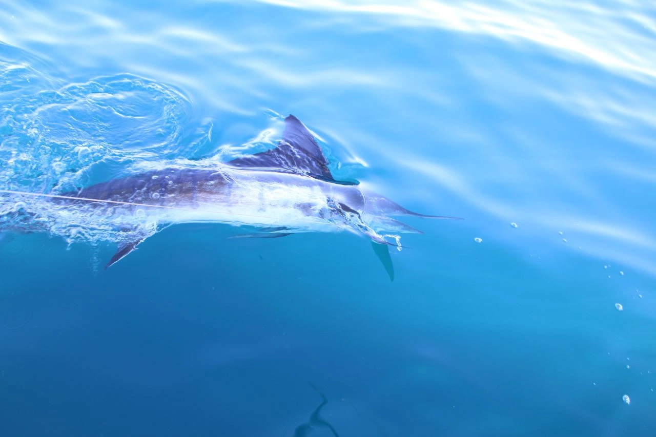 Los Cabos Fishing in May