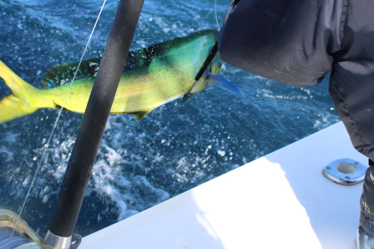 What Month Is Best for Marlin Fishing in Cabo