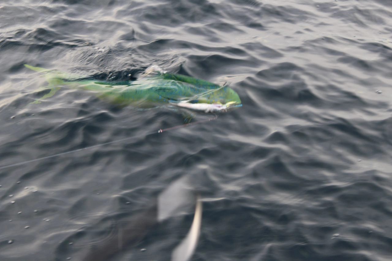 What fishing techniques are used by the best Cabo fishing charter crews